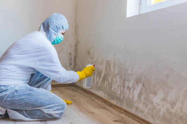Mold Remediation specialist working in Bellevue