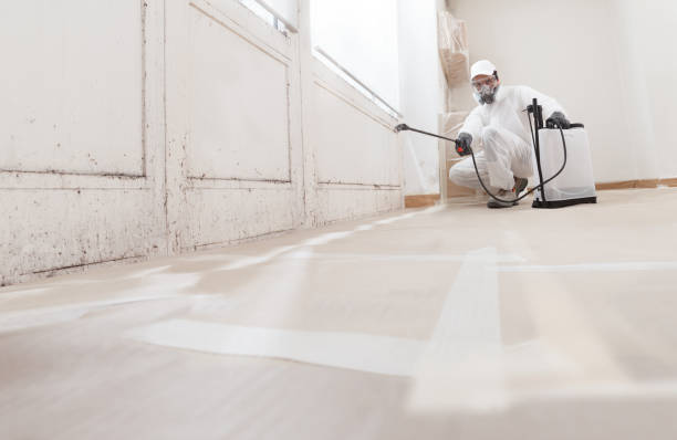 Black mold remediation team in Bellevue