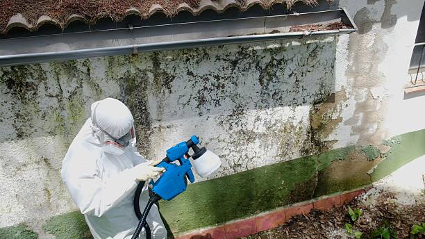 Mold Remediation service in Bellevue, Bellevue, MI